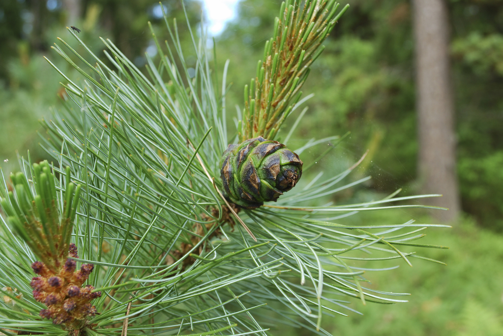 Photo : pine de pin